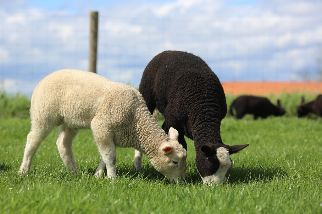 A white and a black sheep grazing in a green meadow, with two black sheeps in the background